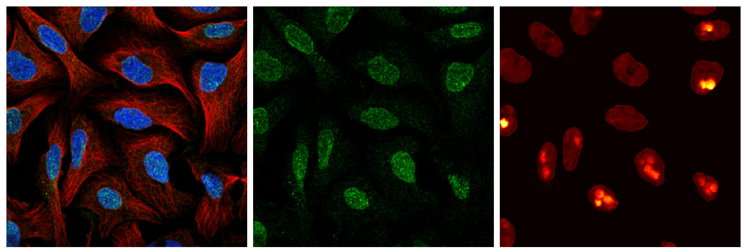 Fluorescence images of stained cells showing various cell features
