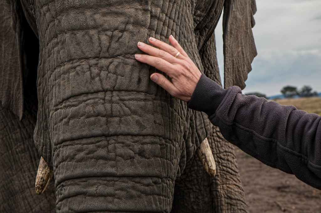 photo of a mans hand outreached touching an elephant on the trunk