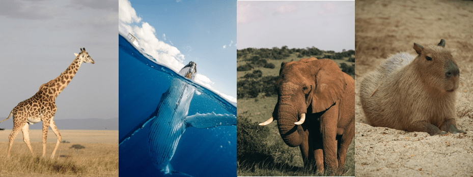 photos of a giraffe, a whale, an elephant and a capybara
