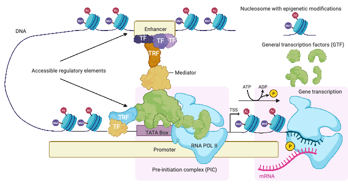 diagram explaining gene expression and TF binding sites