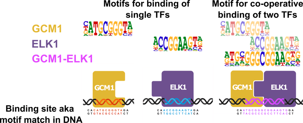 diagram explaining motifs