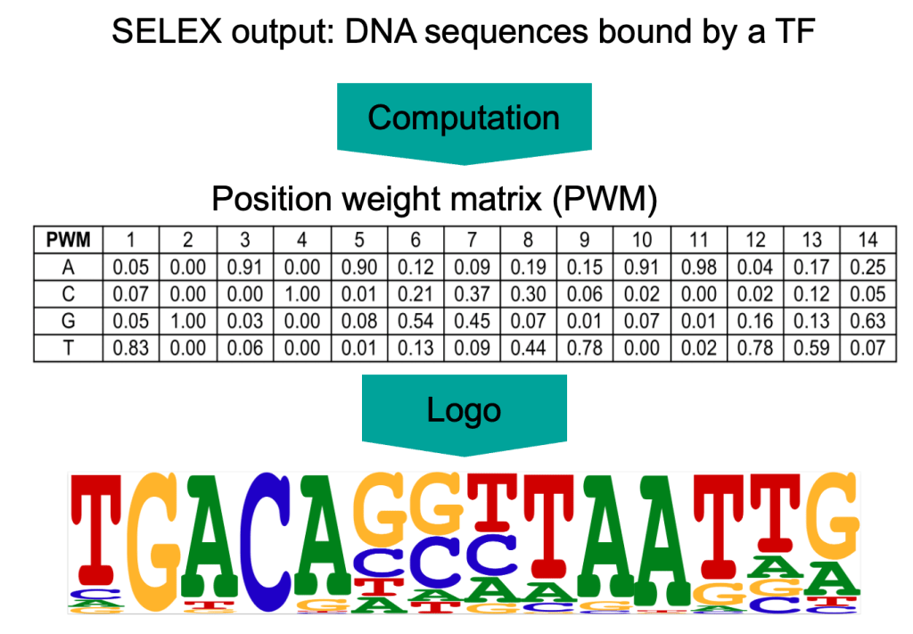 diagram explaining SELEX