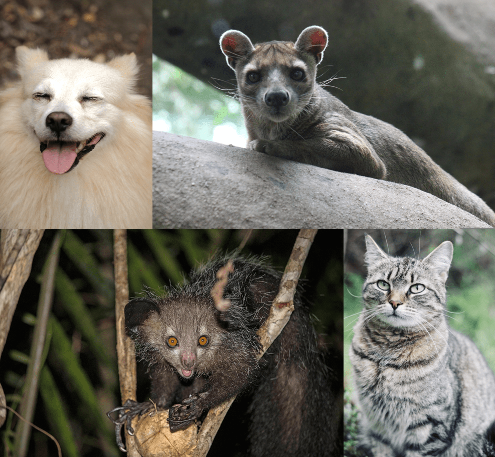 photos of a dog, a fossa, an aye-aye and a cat.